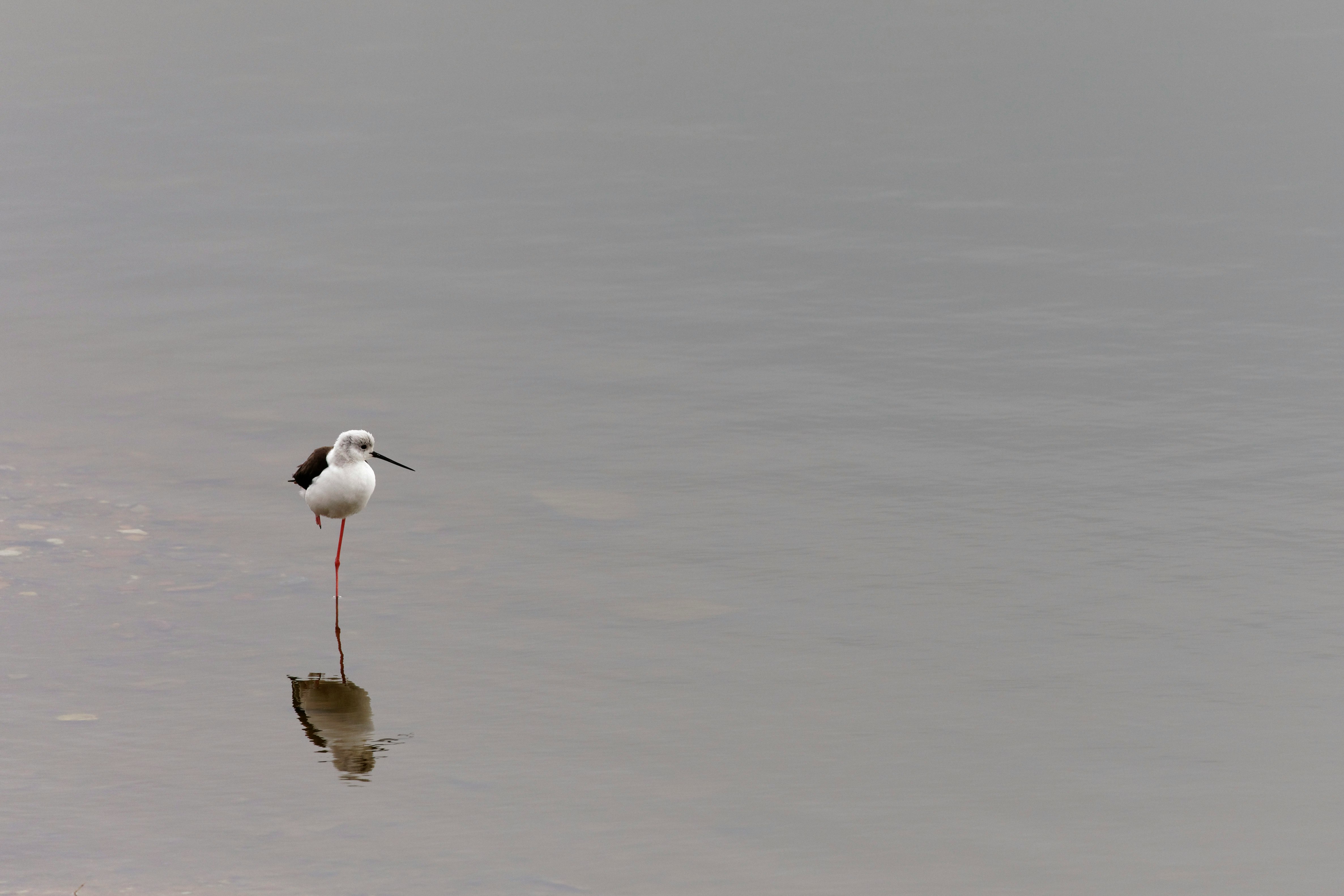 white and black bird on water